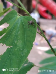 Metapocyrtus adspersus