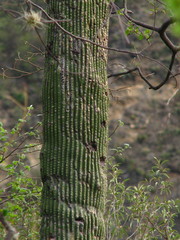 Cephalocereus polylophus