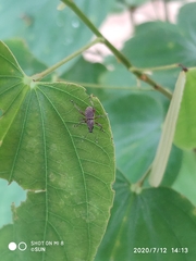 Metapocyrtus adspersus