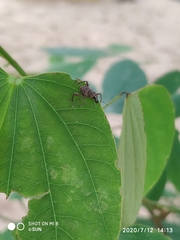 Metapocyrtus adspersus