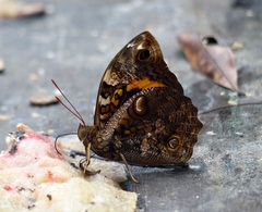 Opsiphanes invirae amplificatus