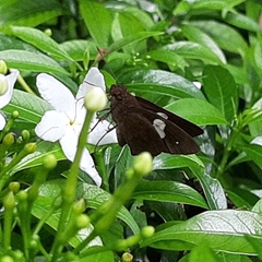 Notocrypta paralysos varians