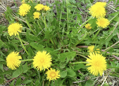 Taraxacum mongolicum