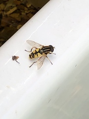 Helophilus pendulus