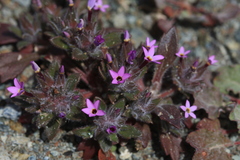 Collomia diversifolia