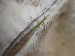 Megaloceroea recticornis