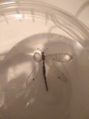 Distoleon tetragrammicus