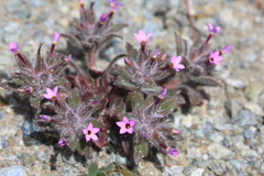 Collomia diversifolia