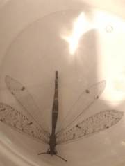 Distoleon tetragrammicus