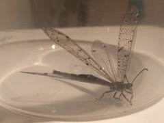 Distoleon tetragrammicus