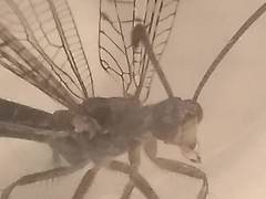 Distoleon tetragrammicus