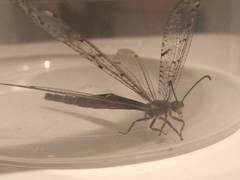 Distoleon tetragrammicus