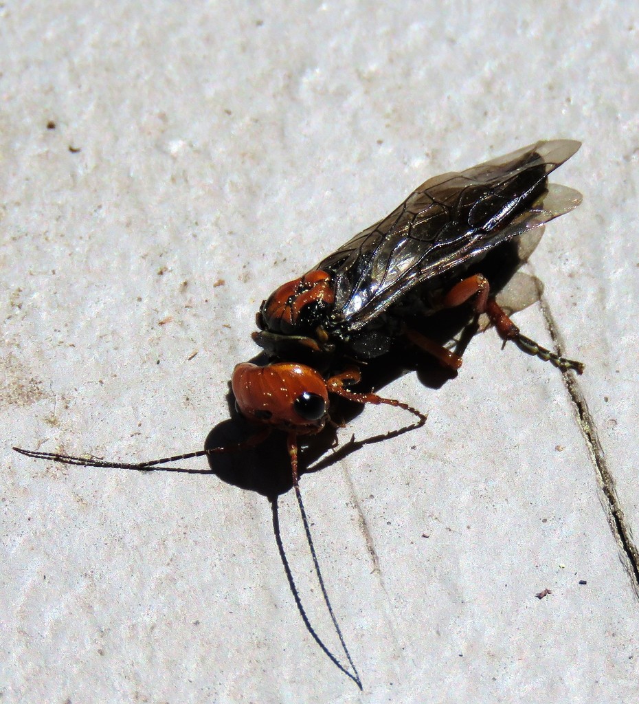 Cephalcia fulviceps