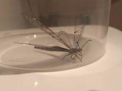 Distoleon tetragrammicus