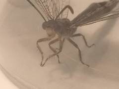 Distoleon tetragrammicus