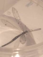 Distoleon tetragrammicus