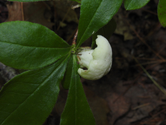 Exobasidium vaccinii