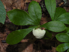 Exobasidium vaccinii