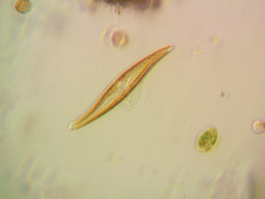 Gyrosigma acuminatum