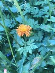 Crepis aurea