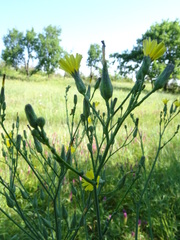 Lactuca quercina