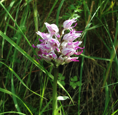 Orchis simia