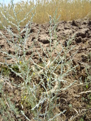 Artemisia santonicum