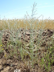 Artemisia santonicum