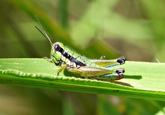 Parascopas sanguineus