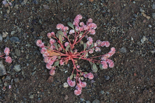 Cistanthe quadripetala