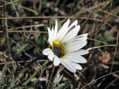 Arctotis pinnatifida