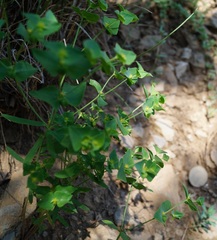 Euphorbia taurinensis