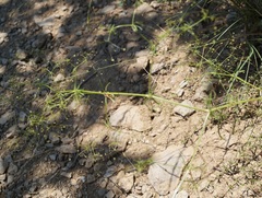 Galium tenuissimum