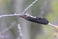 Protochauliodes minimus