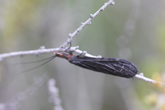 Protochauliodes minimus