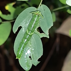 Polyura hebe plautus