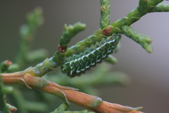 Callophrys gryneus