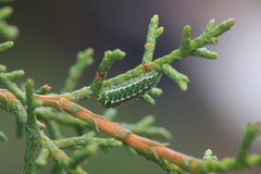 Callophrys gryneus