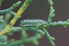 Callophrys gryneus