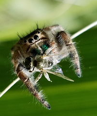 Phidippus californicus