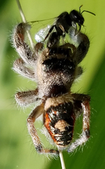 Phidippus californicus