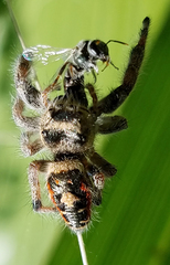 Phidippus californicus