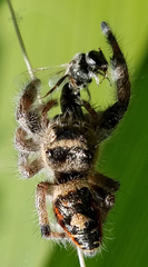 Phidippus californicus