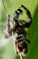 Phidippus californicus