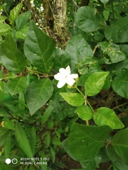 Jasminum sambac