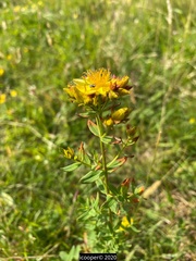Hypericum maculatum