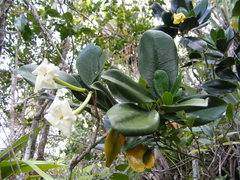 Brunfelsia splendida