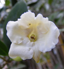 Brunfelsia splendida