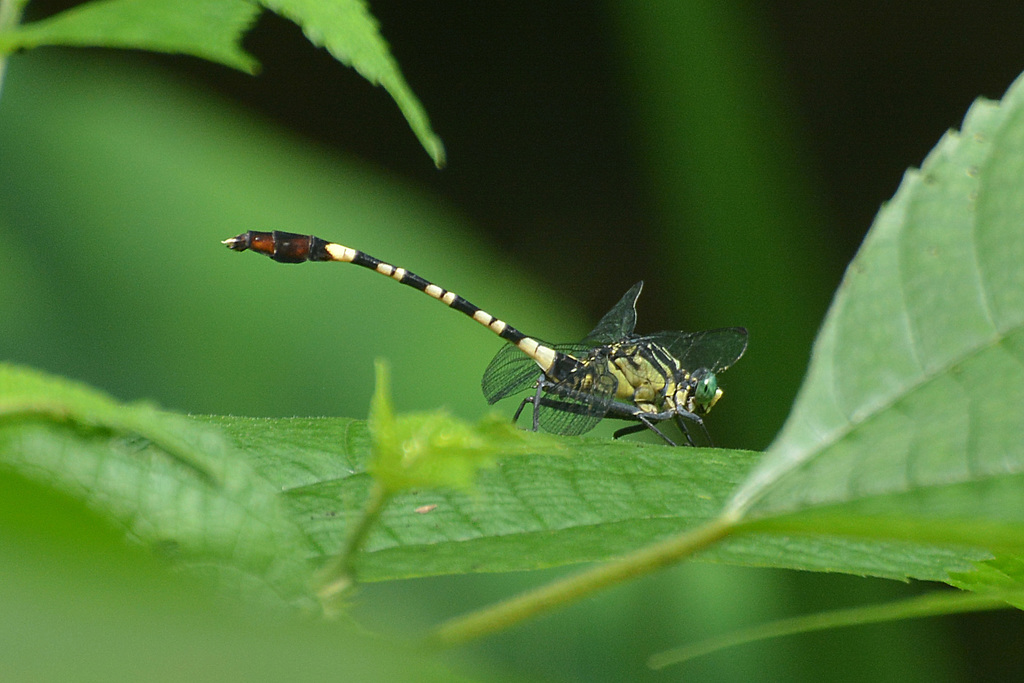 Merogomphus vandykei