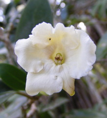 Brunfelsia splendida